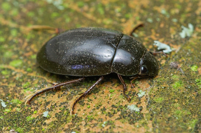 Hydrochara caraboides - kis csibor