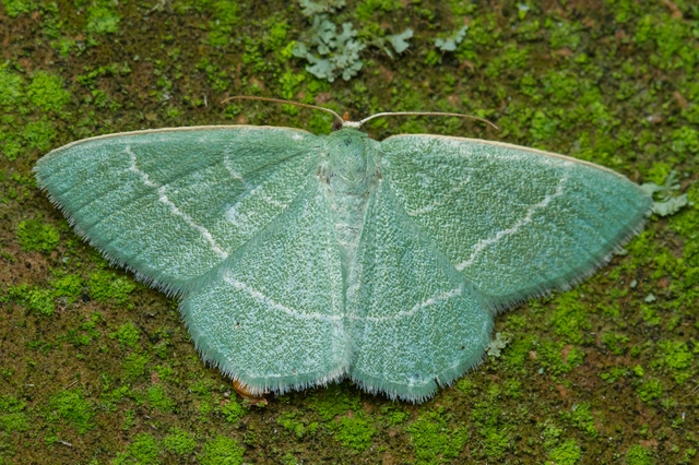 Chlorissa viridata - üdezöld araszoló