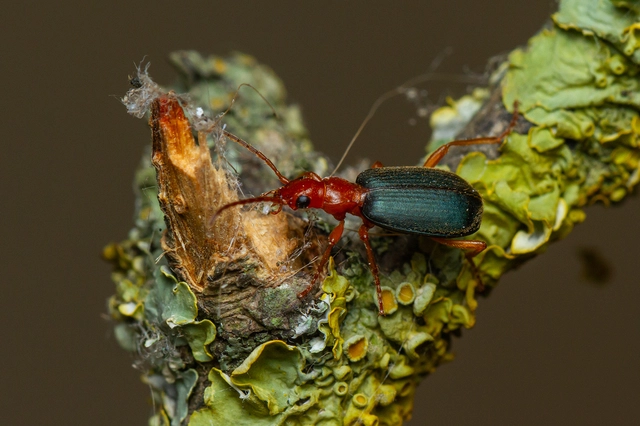 Brachinus