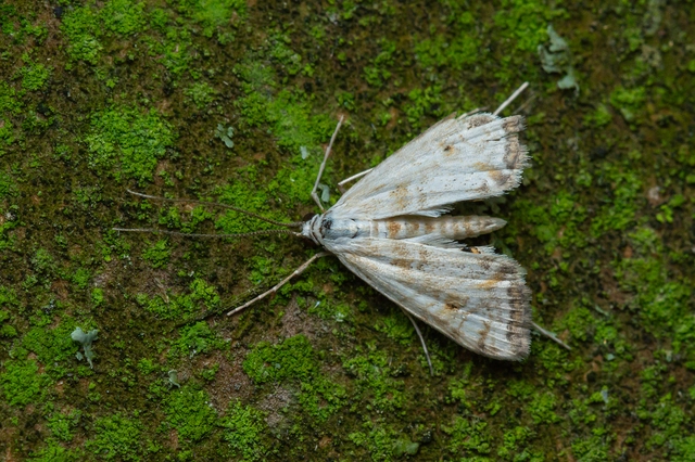 Cataclysta lemnata - békalencsemoly