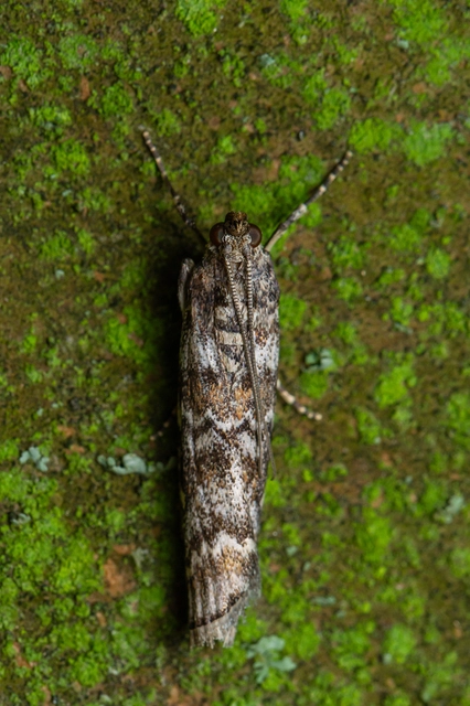 Dioryctria