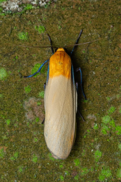 Lithosia quadra - négypettyes zuzmószövő