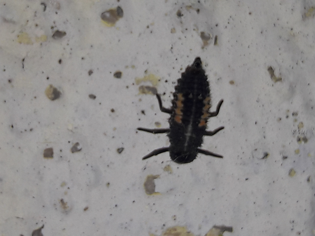 Harmonia quadripunctata - négypettyes katica