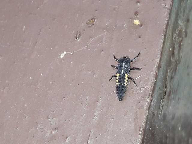 Harmonia quadripunctata - négypettyes katica