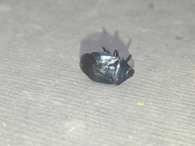 Zicrona caerulea - acélkék poloska Zicrona caerulea - acélkék poloska