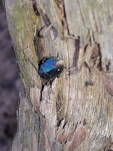 Zicrona caerulea - acélkék poloska Zicrona caerulea - acélkék poloska