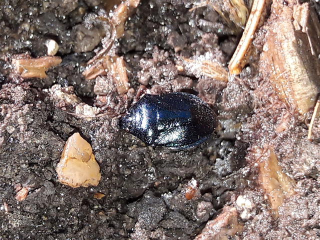 Zicrona caerulea - acélkék poloska Zicrona caerulea - acélkék poloska
