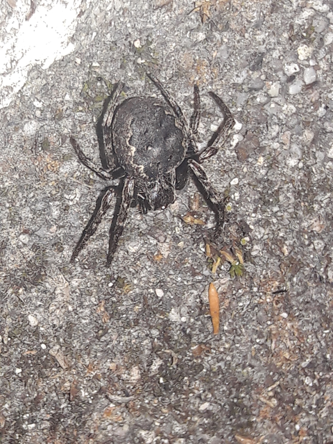 Nuctenea umbratica - közönséges rés-keresztespók