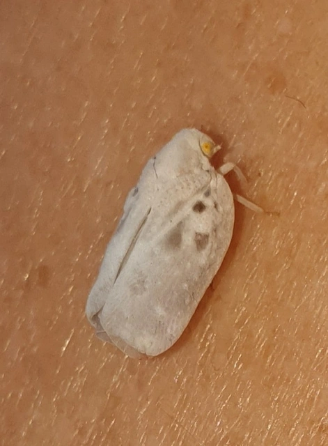 Metcalfa pruinosa - amerikai lepkekabóca