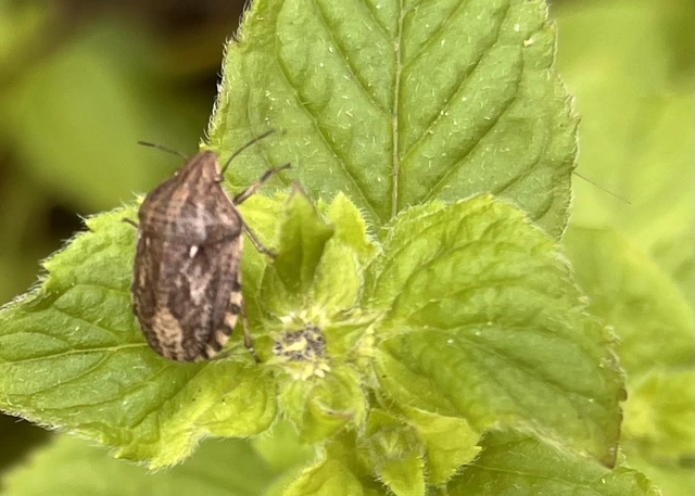 Eurygaster Eurygaster