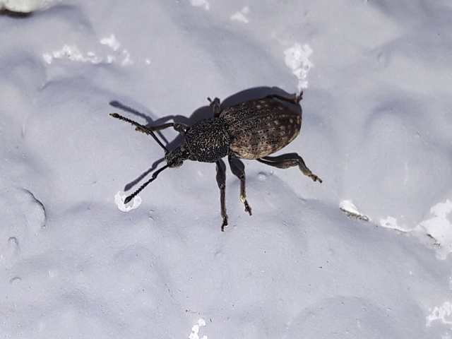 Otiorhynchus raucus - molyhos gyalogormányos