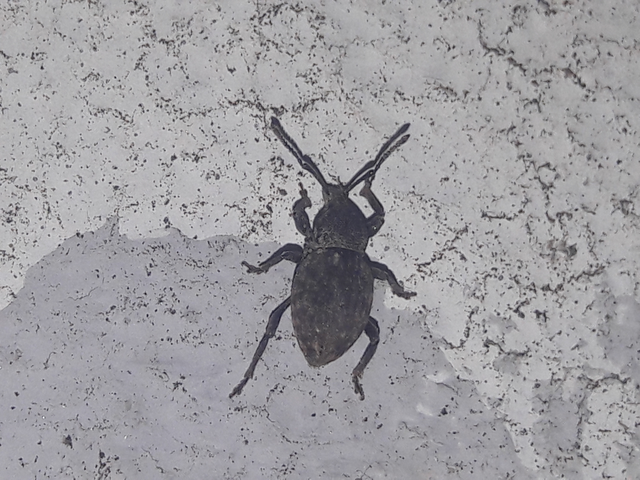 Otiorhynchus raucus - molyhos gyalogormányos