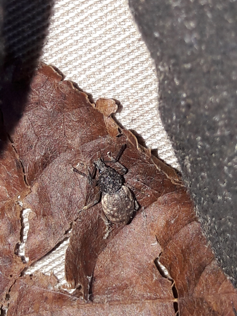 Otiorhynchus raucus - molyhos gyalogormányos