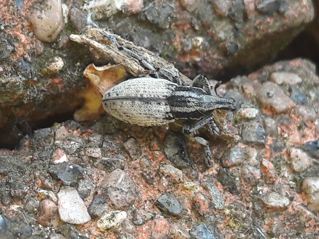 Pseudocleonus cinereus - hamvas barkó