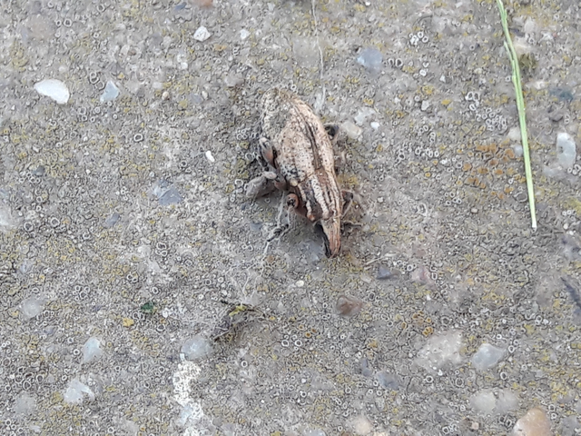 Pseudocleonus cinereus - hamvas barkó