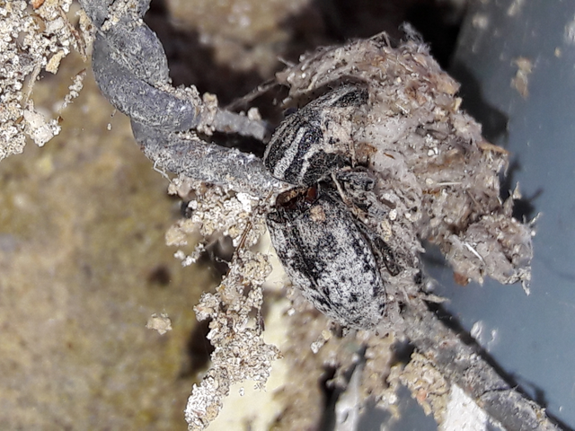 Pseudocleonus cinereus - hamvas barkó