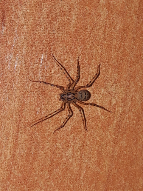 Scytodes thoracica - közönséges csupaszpók