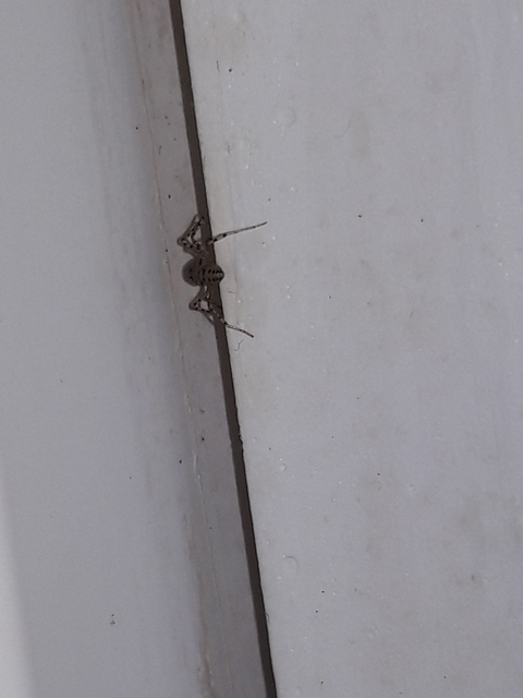 Scytodes thoracica - közönséges csupaszpók