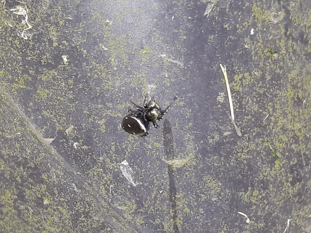 Heliophanus