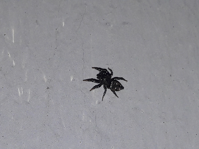Heliophanus