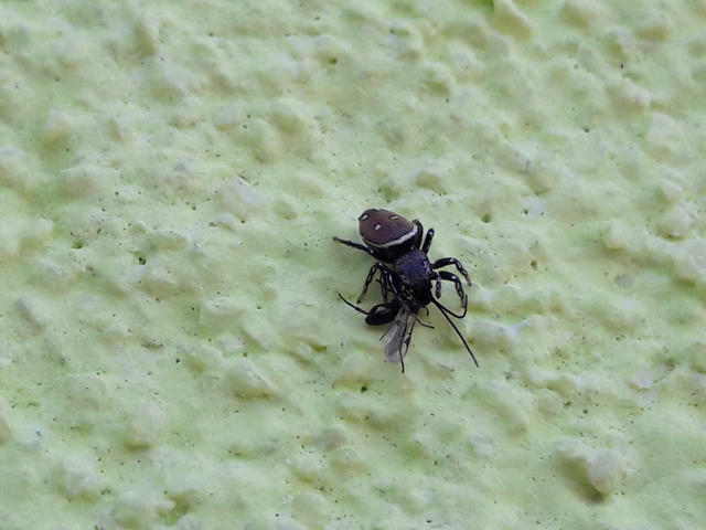 Heliophanus