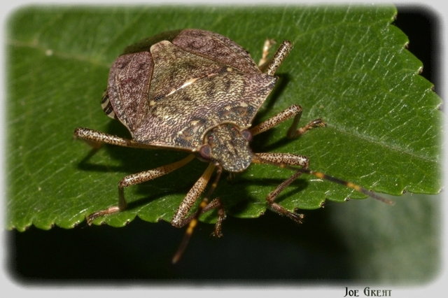 Halyomorpha halys - ázsiai márványospoloska