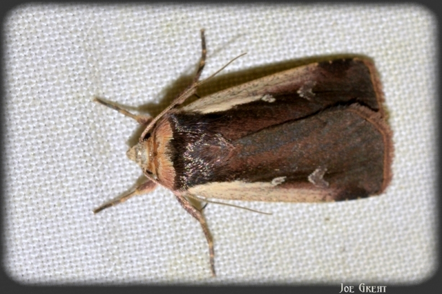 Ochropleura plecta - fehérszegélyű fűbagoly