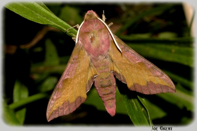 Deilephila porcellus - piros szender