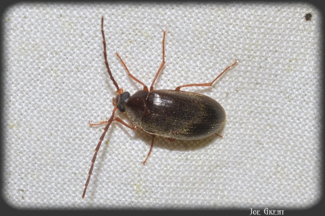 Hymenalia rufipes - rőtlábú alkonybogár