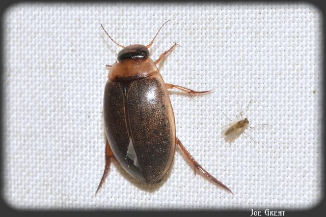 Rhantus
