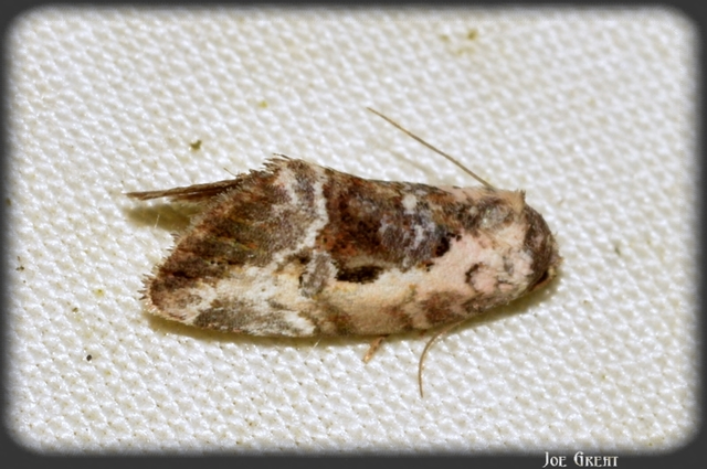 Hapalotis venustula - rózsaszínű mázasbagoly