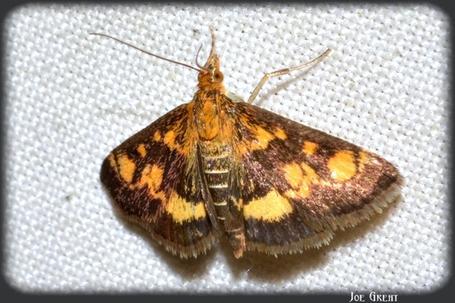 Pyrausta aurata - aranyló bíbormoly
