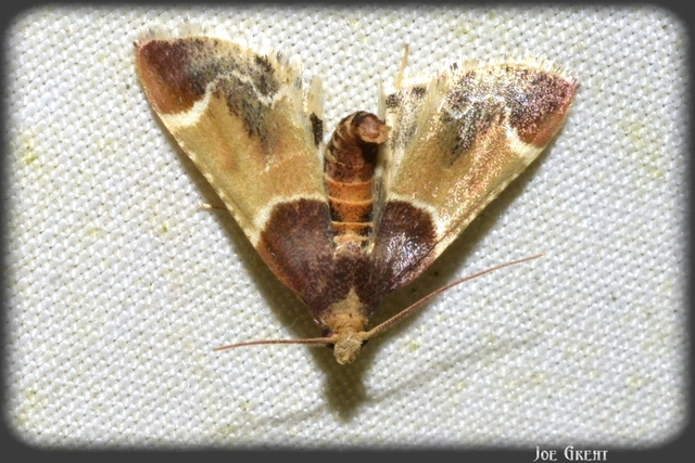 Pyralis farinalis - lisztilonca