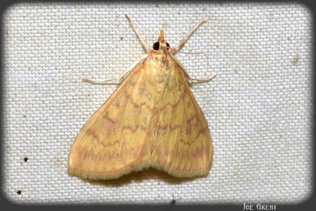Ostrinia nubilalis - kukoricamoly