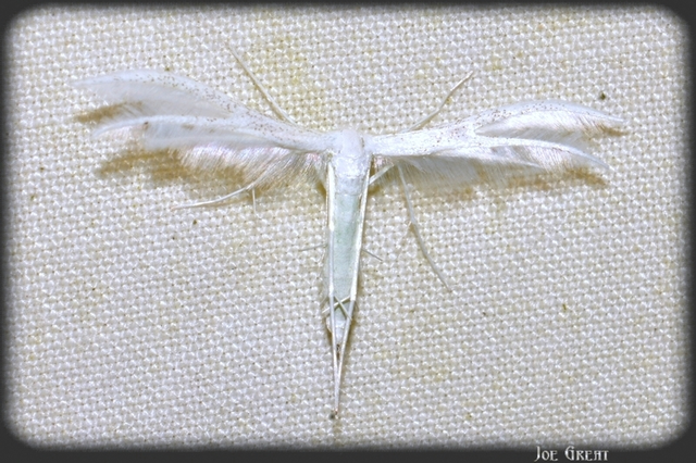 Pterophorus pentadactyla - fehér tollasmoly
