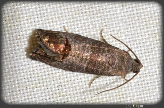 Cydia pomonella - almamoly