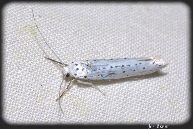 Yponomeuta