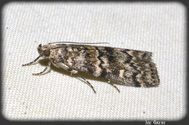 Dioryctria