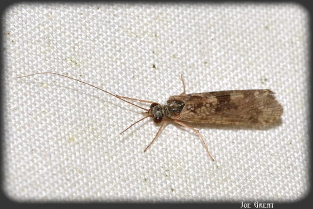 Trichoptera - Tegzesek