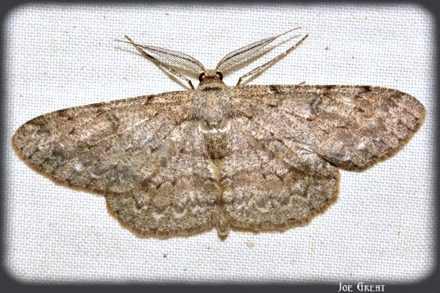 Hypomecis punctinalis - pettyes faaraszoló