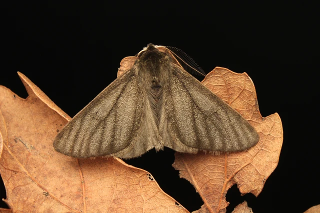 Apocheima pilosaria - zöldes tavasziaraszoló