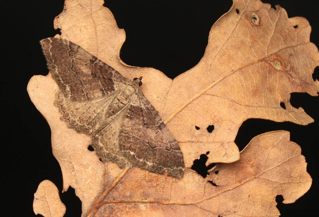 Hydria cervinalis - őzbarna araszoló