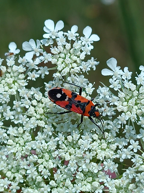 Lygaeus equestris/simulans