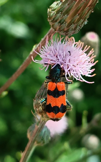 Trichodes apiarius - szalagos méhészbogár