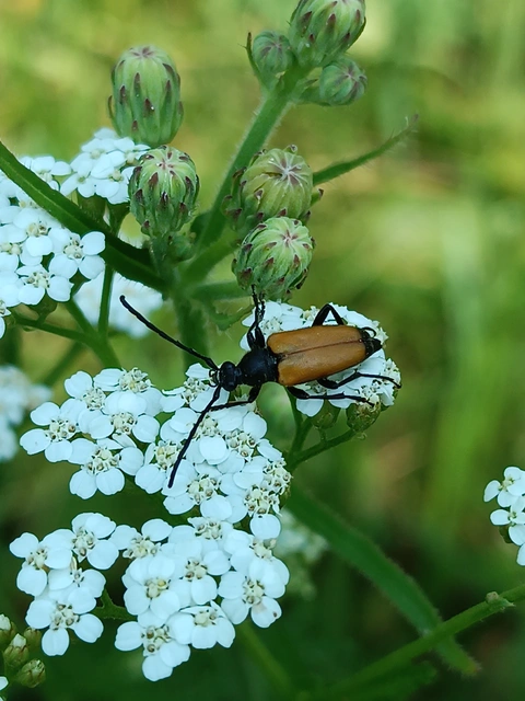 Stictoleptura fulva - vörhenyes virágcincér
