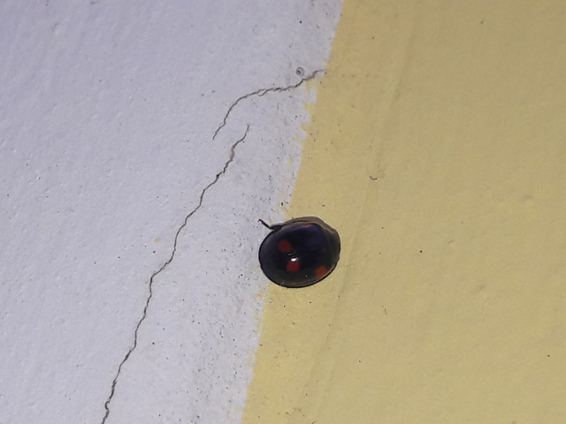 Exochomus quadripustulatus - négyfoltos szerecsenkata