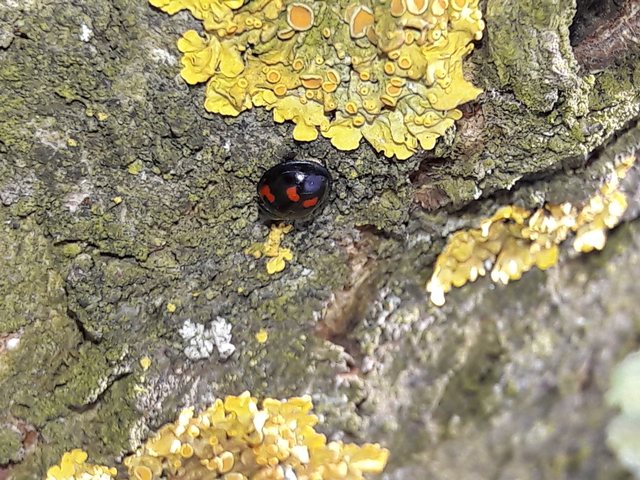 Exochomus quadripustulatus - négyfoltos szerecsenkata