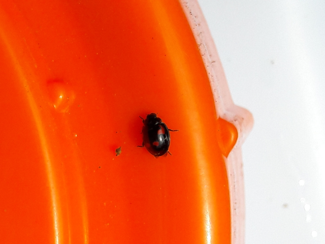 Exochomus quadripustulatus - négyfoltos szerecsenkata