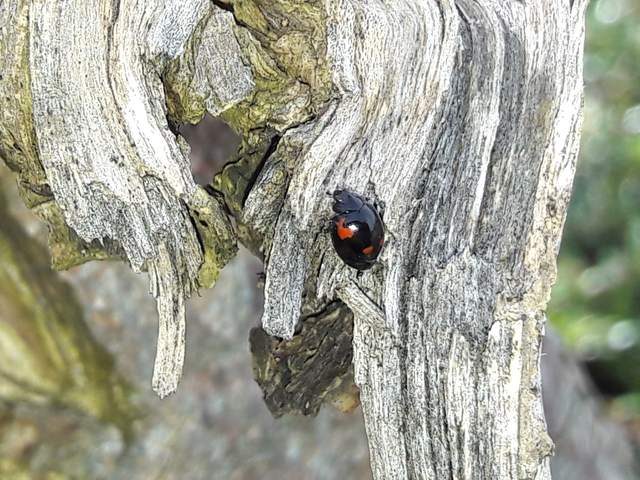 Exochomus quadripustulatus - négyfoltos szerecsenkata