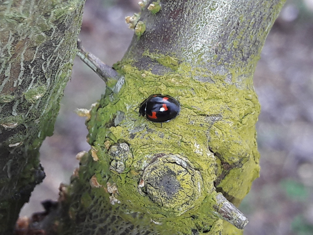 Exochomus quadripustulatus - négyfoltos szerecsenkata